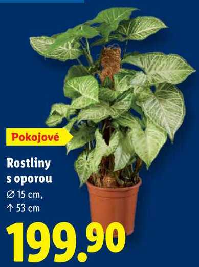 Rostliny s oporou