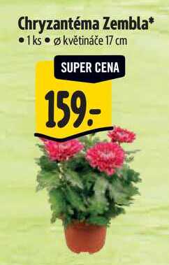 Chryzantéma Zembla