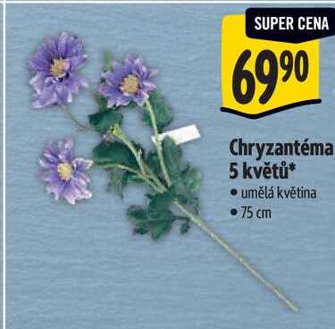 Chryzantéma 5 květů