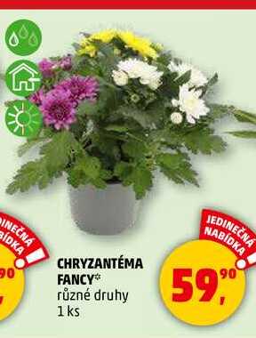 CHRYZANTÉMA FANCY, 1 ks