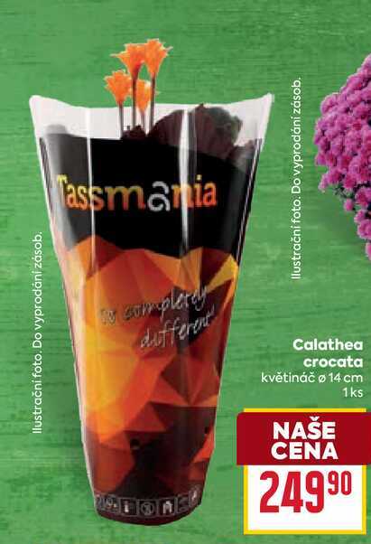 Calathea crocata květináč ø 14 cm 1ks