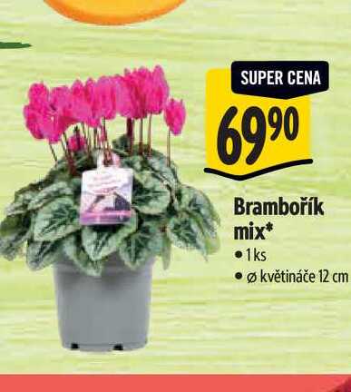 Brambořík mix, pr. květináče 12 cm