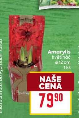 Amarylis květináč 12 cm 1ks