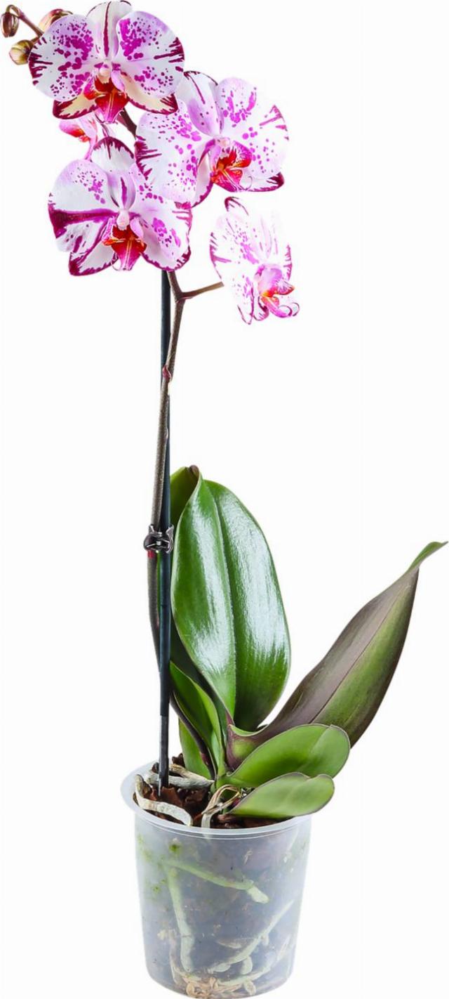 Orchidej Phalaenopsis 1 výhon