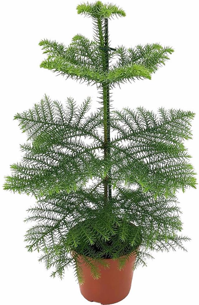 Pokojová jedle - více druhů