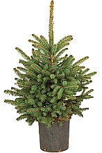 SMRK PICHLAVÝ (PICEA PUNGENS)