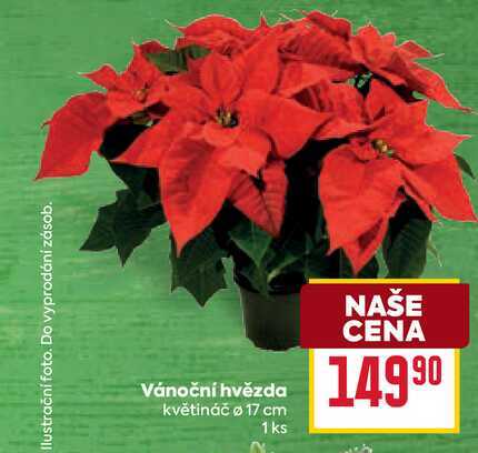 Vánoční hvězda květináč ø 17 cm 1ks