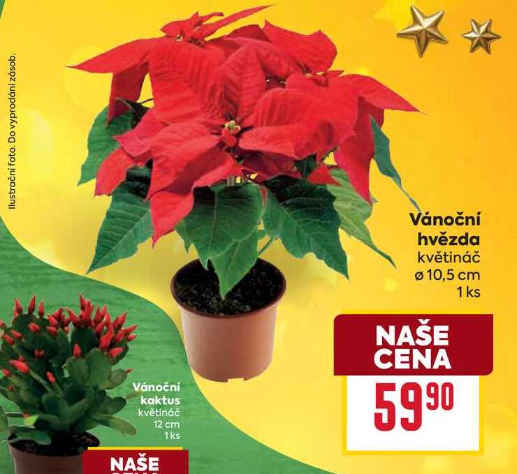 Vánoční hvězda květináč Ø 10,5 cm 1ks