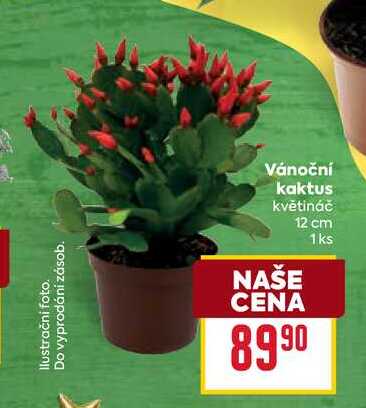 Vánoční kaktus květináč 12 cm 1ks