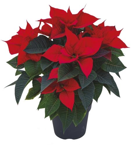 Vánoční hvězdy a kaktusy, 1 KS