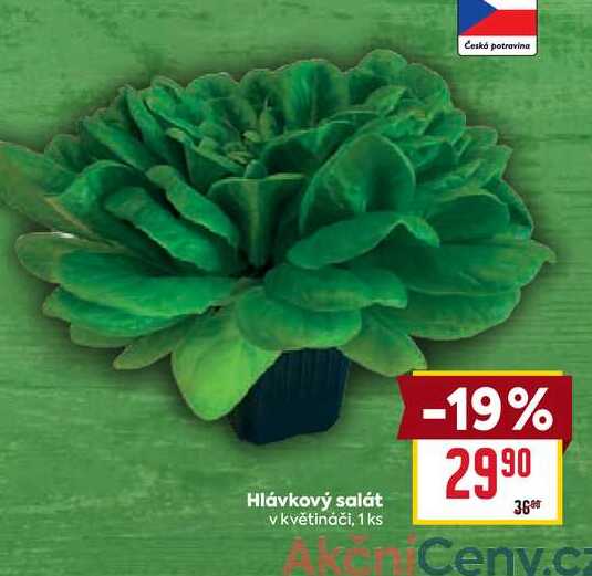 Hlávkový salát v květináči, 1 ks 