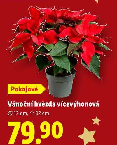 Vánoční hvězda vícevýhonová