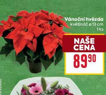 Vánoční hvězda květináč Ø 13 cm