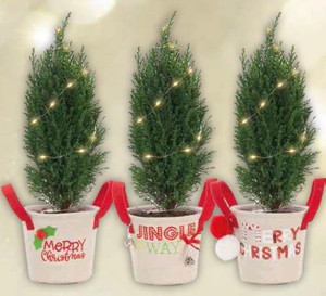 Cypriš Ellwoodii s LED