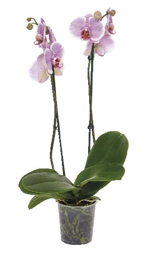 Phalaenopsis 2 výhony, 1 KS
