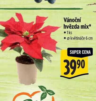 Vánoční hvězda mix, pr. květináč 6 cm 