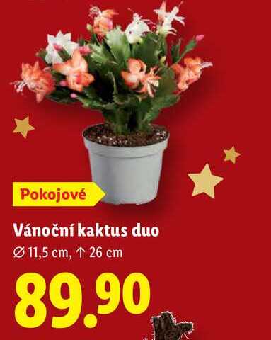 Vánoční kaktus duo
