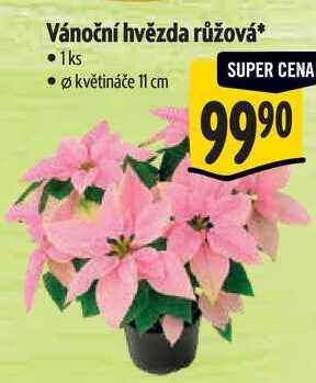 Vánoční hvězda růžová