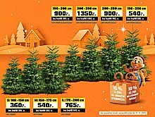 Vánoční stromeček Nordmann Premium 150–200 cm