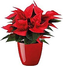 PRYŠEC NÁDHERNÝ „VÁNOČNÍ HVĚZDA” (POINSETTIA)