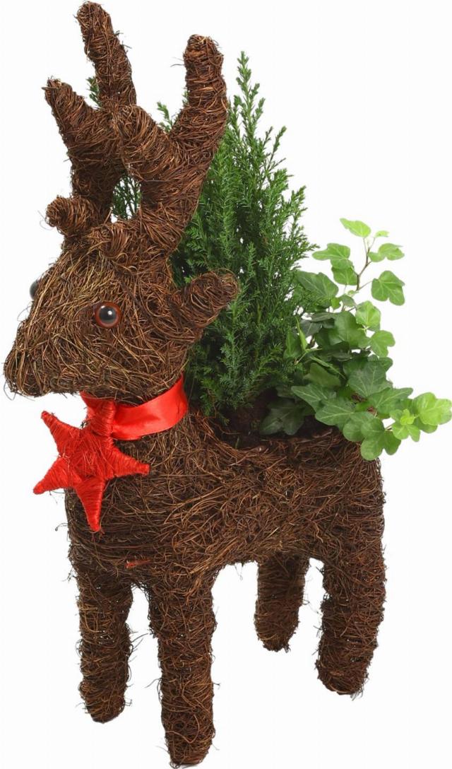 Vánoční sob s rostlinou