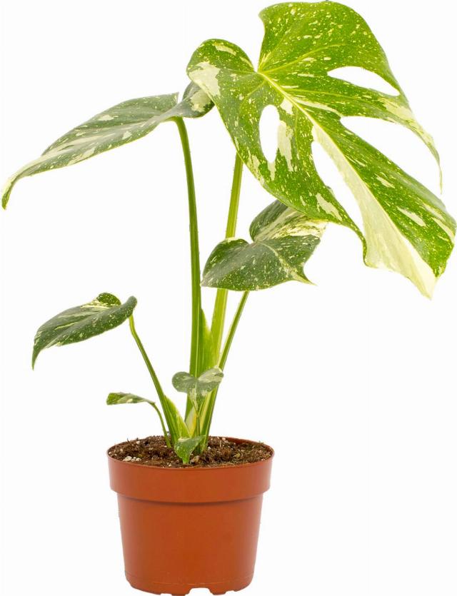 Monstera "Thai Constellation