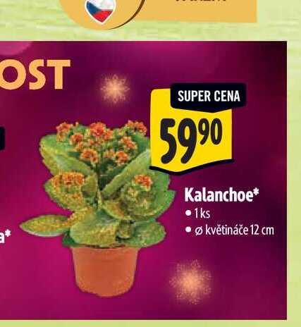 Kalanchoe, pr. květináče 12 cm