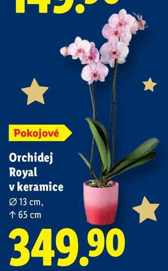 Orchidej Royal v keramice 