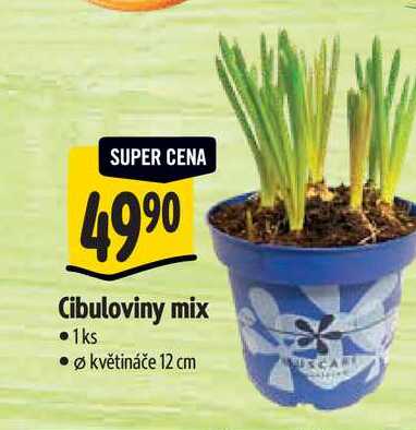  Cibuloviny mix, pr. květináče 12 cm 