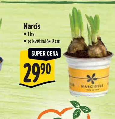 Narcis, pr. květináče 9 cm 