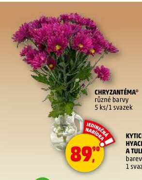 CHRYZANTÉMA, 5 ks/1 svazek