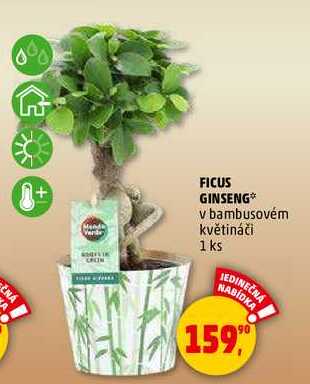 FICUS GINSENG, 1 ks 
