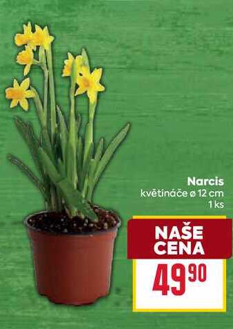 Narcis květináče ø 12 cm 1ks