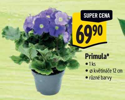 Primula