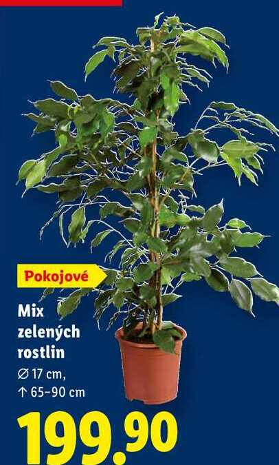 Mix zelených rostlin 