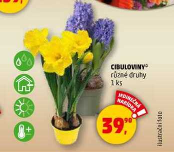 CIBULOVINY, 1 ks 