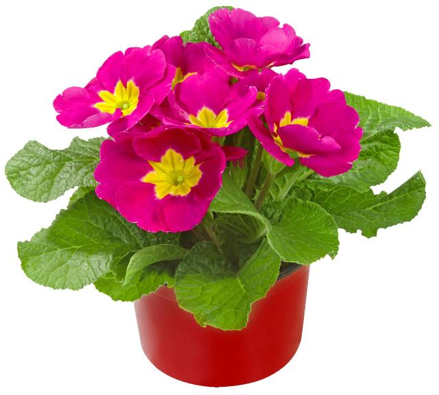 Primule Primula acaulis