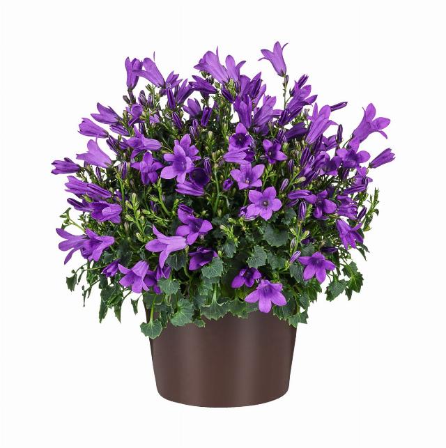 Zvonek modrý Campanula Get Mee