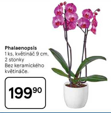 Phalaenopsis, 1 ks, květináč 9 cm, 2 stonky Bez keramického květináče