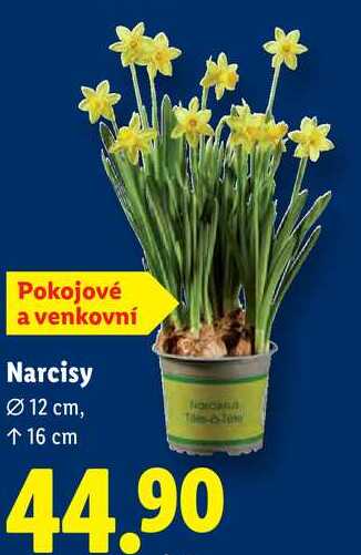 Narcisy 