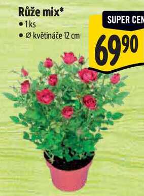 Růže mix
