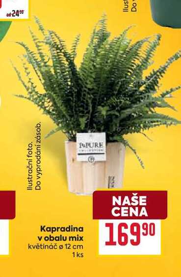 Kapradina v obalu mix květináč o 12 cm 1ks 