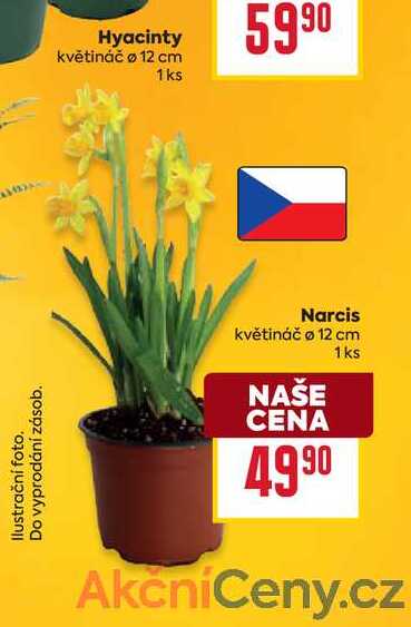 Narcis květináč o 12 cm 1ks  