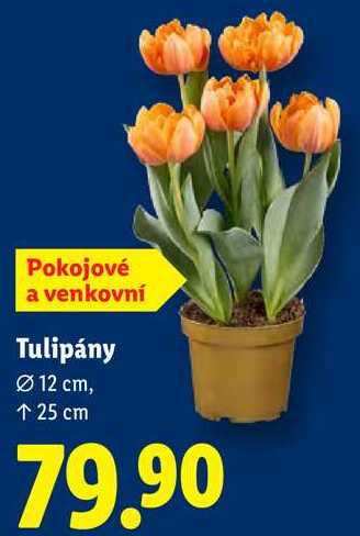 Tulipány 