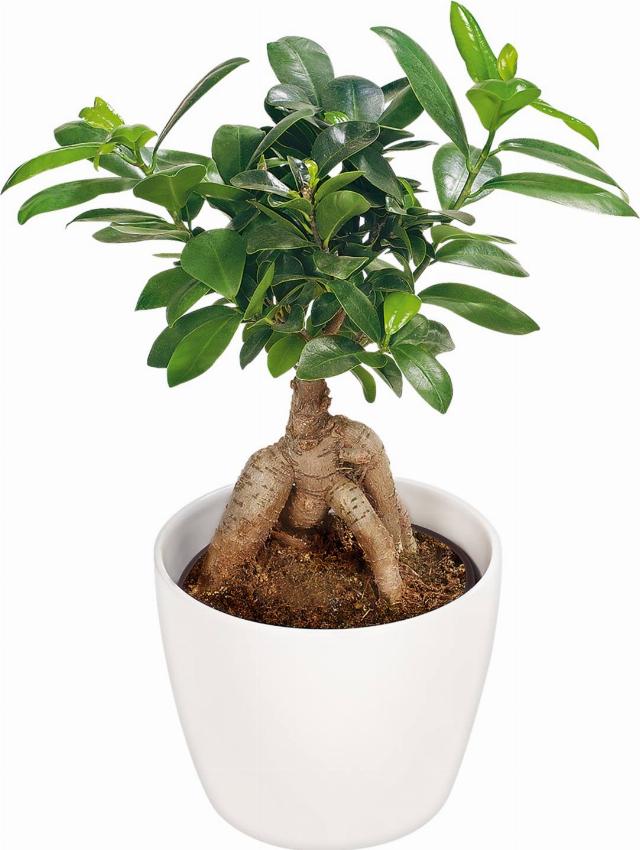 Ficus Ginseng v keramickém květináči
