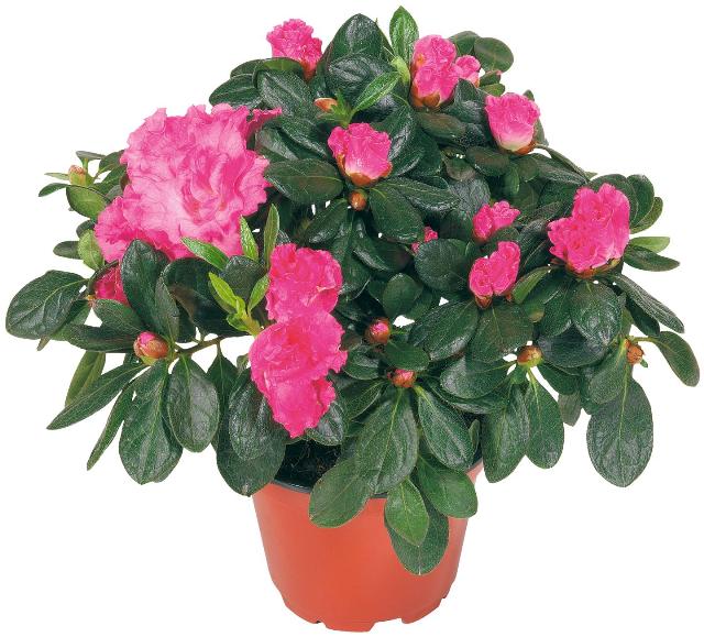 Pokojová azalka Rhododendron simsii