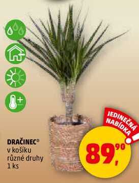 DRAČINEC, 1 ks 