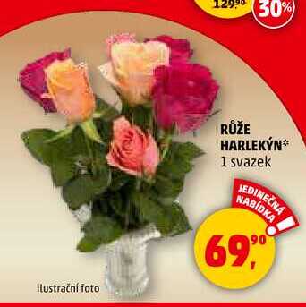 RŮŽE HARLEKÝN, 1 svazek 