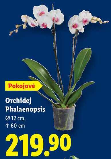 Orchidej Phalaenopsis 