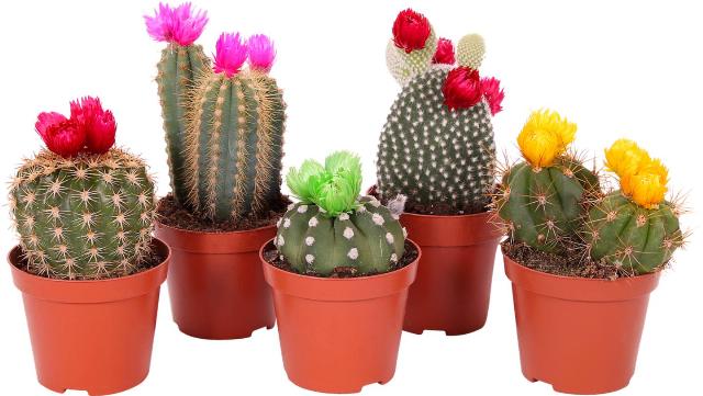 Kaktus s přízdobou